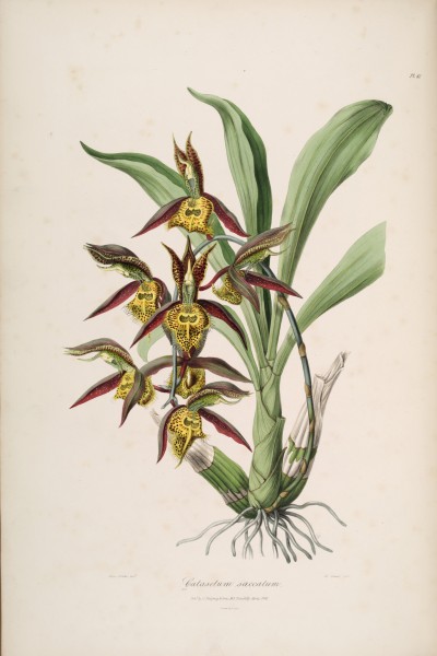 Catasetum saccatum - Sertum Orchidaceum pl. 41 (1838)