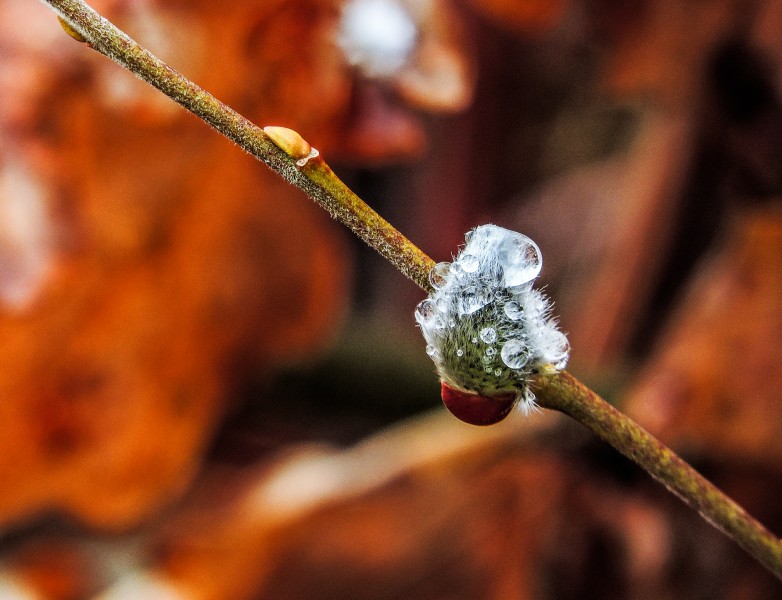 Catkin in the morning (32824211710)