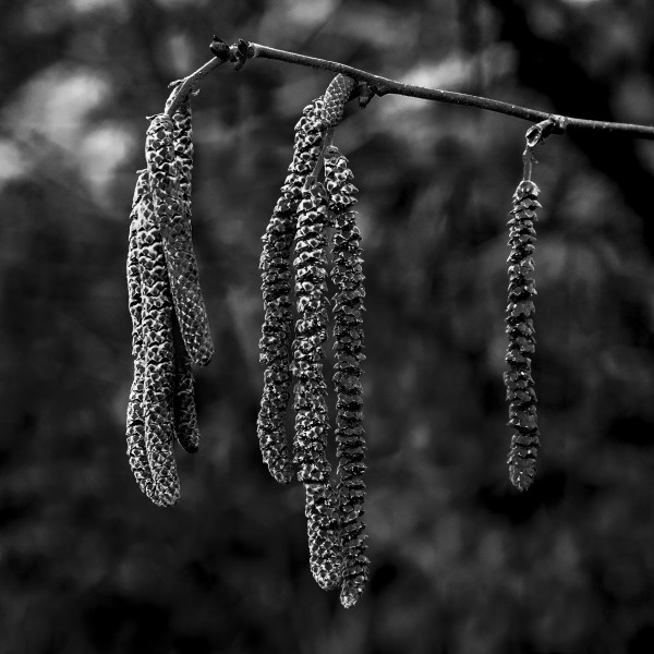 Catkins (28903132915)