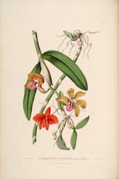 Cattleya bicolor - Sophronitis coccinea (as Sophronitis grandiflora) - Sertum - Lindley pl. 5 (1838)