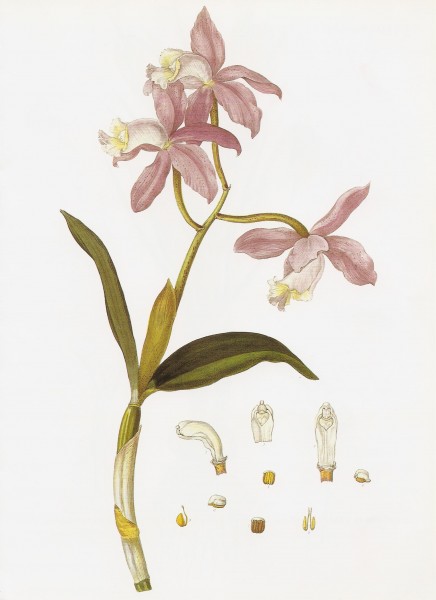 Cattleya loddigesii RHS
