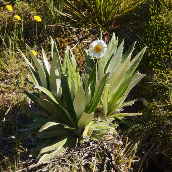 Celmisia semicordata LC0379