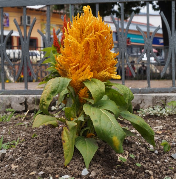 Celosia (Amarilla)