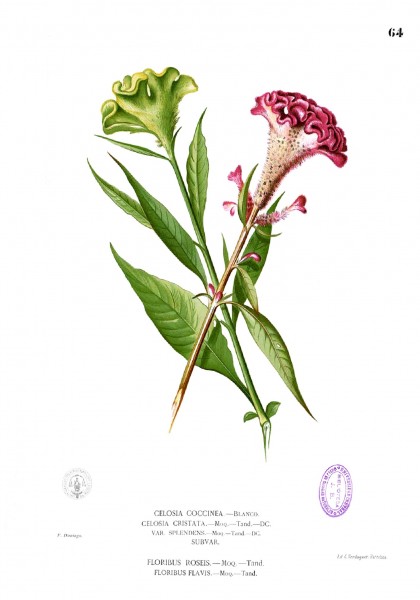 Celosia cristata Blanco1.64