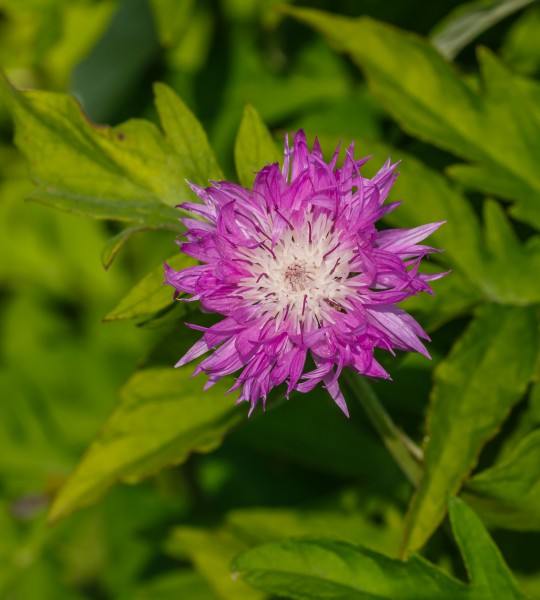 Centaurea dealbata 'Steenbergii'. Locatie, De Kruidhof Buitenpost 02