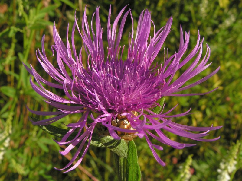 Centaurea jacea20140712 019