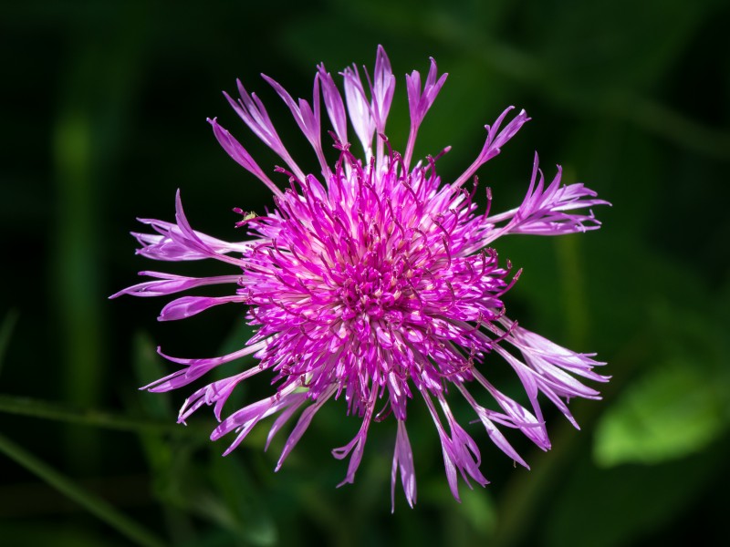 Centaurea jacea 01