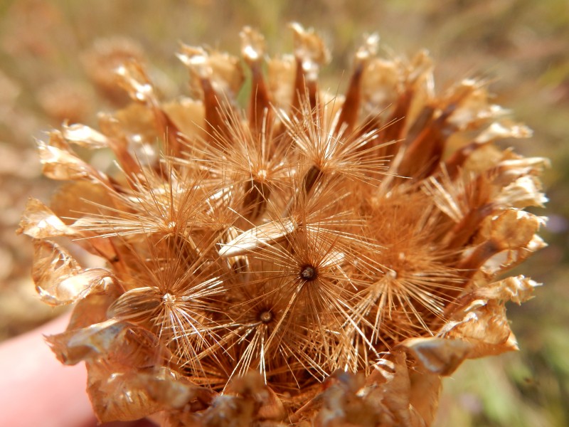 Centaurea macrocephala (29267710771)