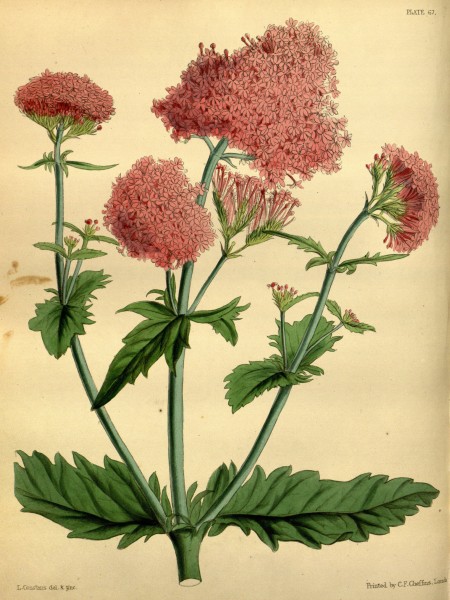Centranthus macrosiphon Paxton 067