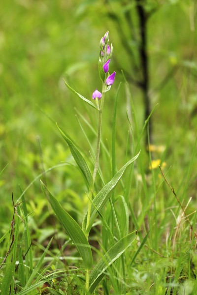Cephalanthera rubra LC0350