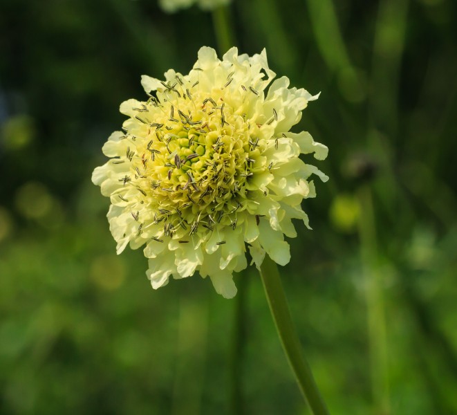 Cephalaria dipsacoides. Locatie, De Kruidhof Buitenpost