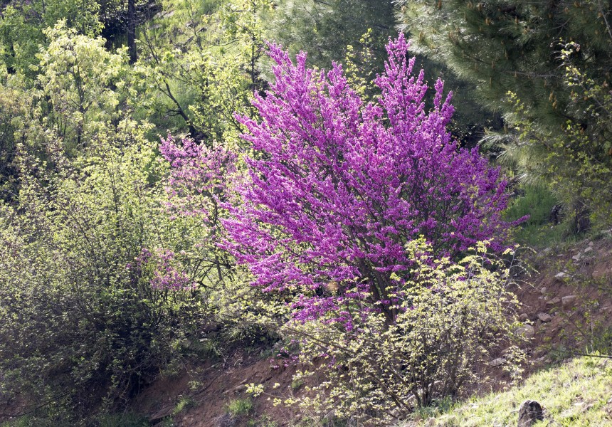 Cercis siliquastrum - Erguvan 05