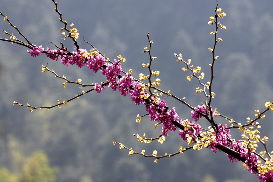Cercis siliquastrum - Erguvan 07