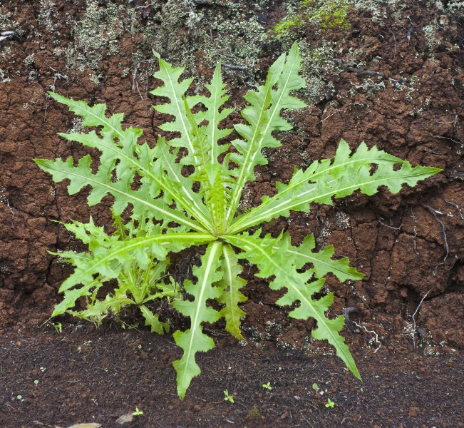 Cerrajón herreño (Sonchus hierrensis), La Gomera, España, 2012-12-14, DD 01