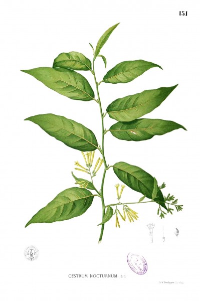 Cestrum nocturnum Blanco1.151