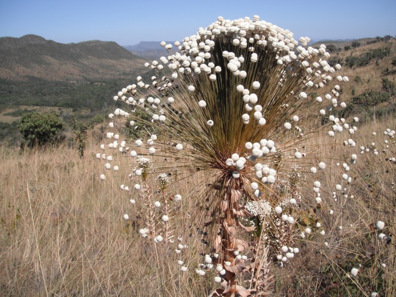 Cf Paepalanthus chiquitensis na Chapada dos Veadeiros - Goiás 4