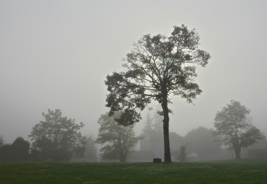 Chalais 16 Arbres&brume 2013