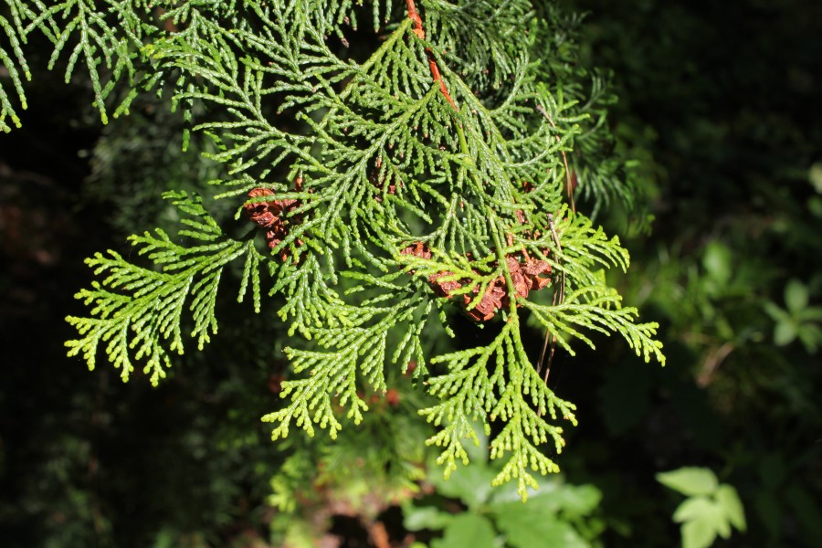 Chamaecyparis obtusa foliage Rogów