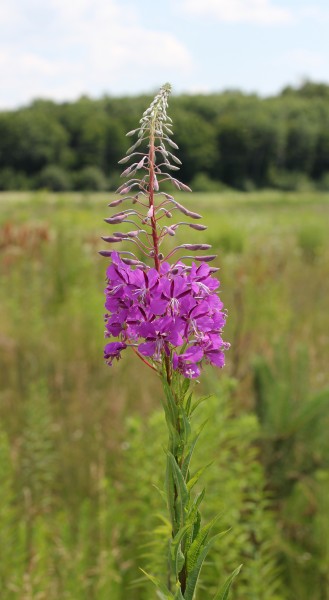 Chamerion angustifolium 2015 G1