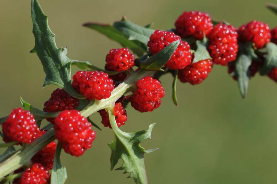 Chenopodium foliosum 01