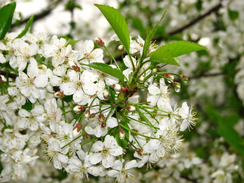 Cherry blossom (Cerasus) 02