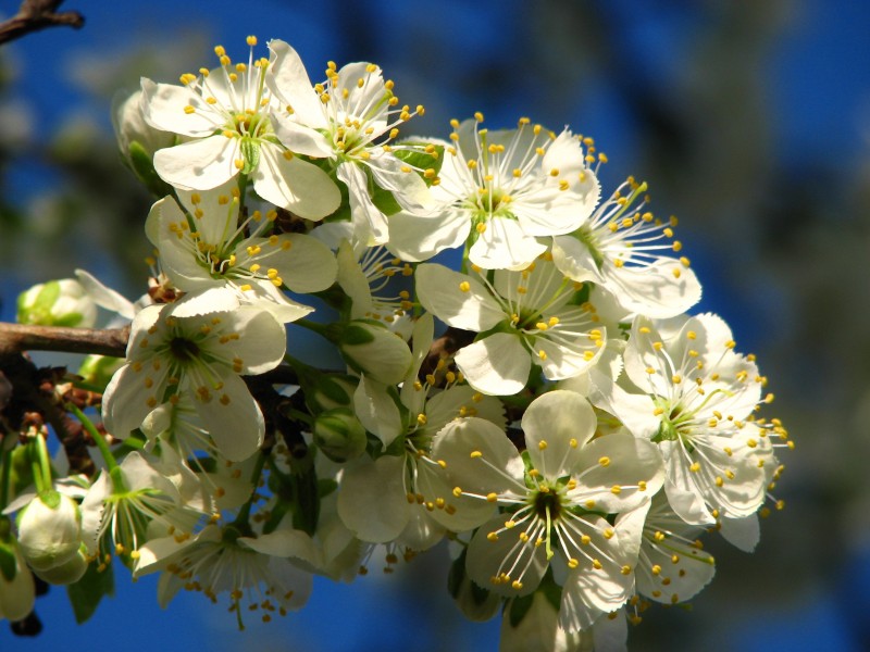 Cherry blossom (Cerasus) 17