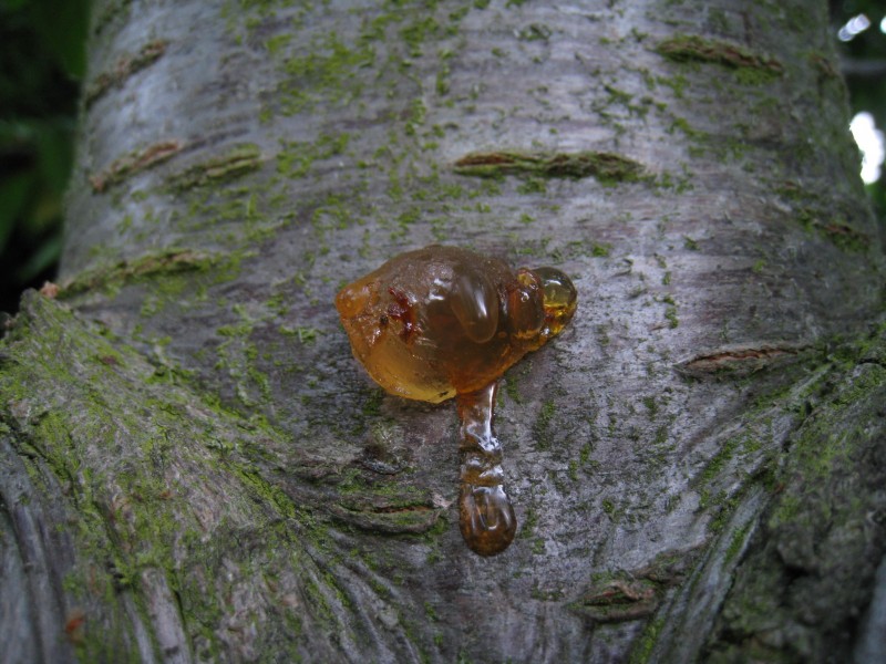 Cherry tree pitch