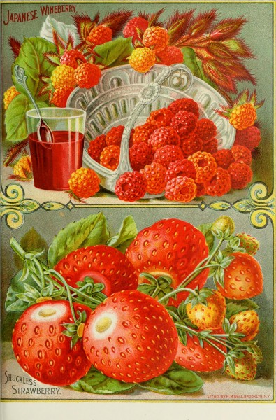 Childs' rare flowers, vegetables and fruits for 1895 (1895) (14595165747)