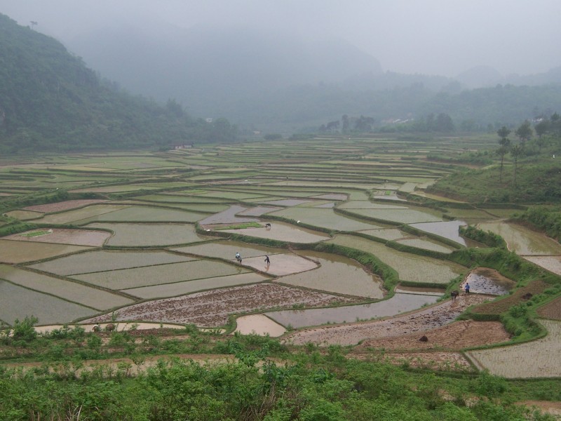 China - Yangshuo 29 - Rice Paddy Terraces (140905203)