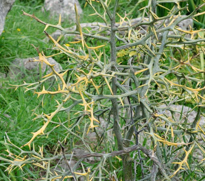 Chinese Bitter Orange - Poncirus trifoliata