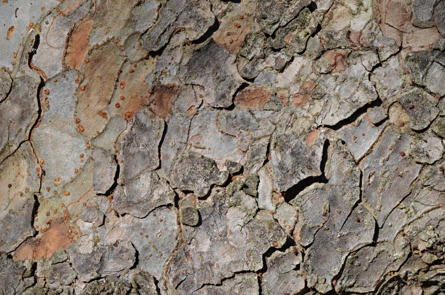 Chinese Elm Ulmus parvifolia (32-0052-A) Bark 1