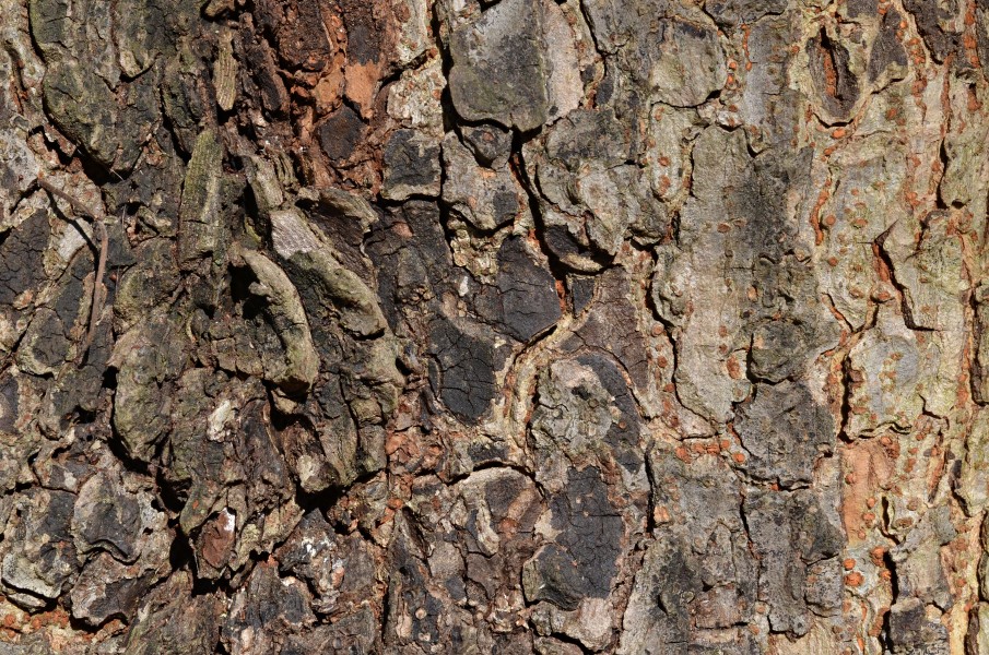Chinese Elm Ulmus parvifolia (32-0052-A) Bark 2