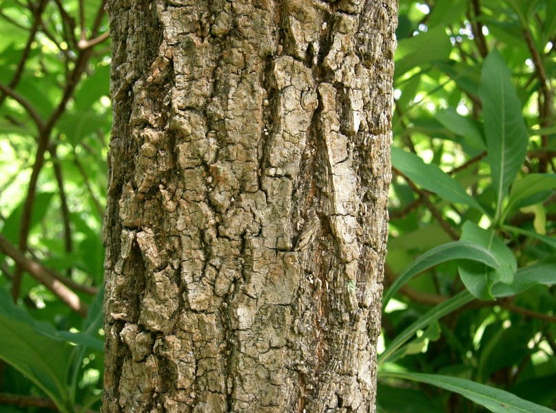 Chionanthus retusus1