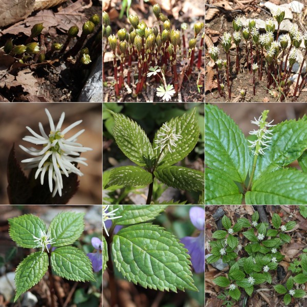 Chloranthus japonicus (Montage)