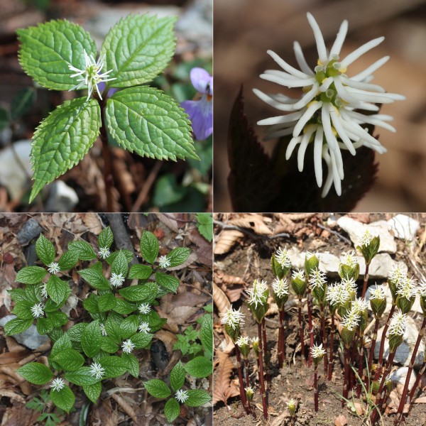 Chloranthus japonicus (Montage s4)