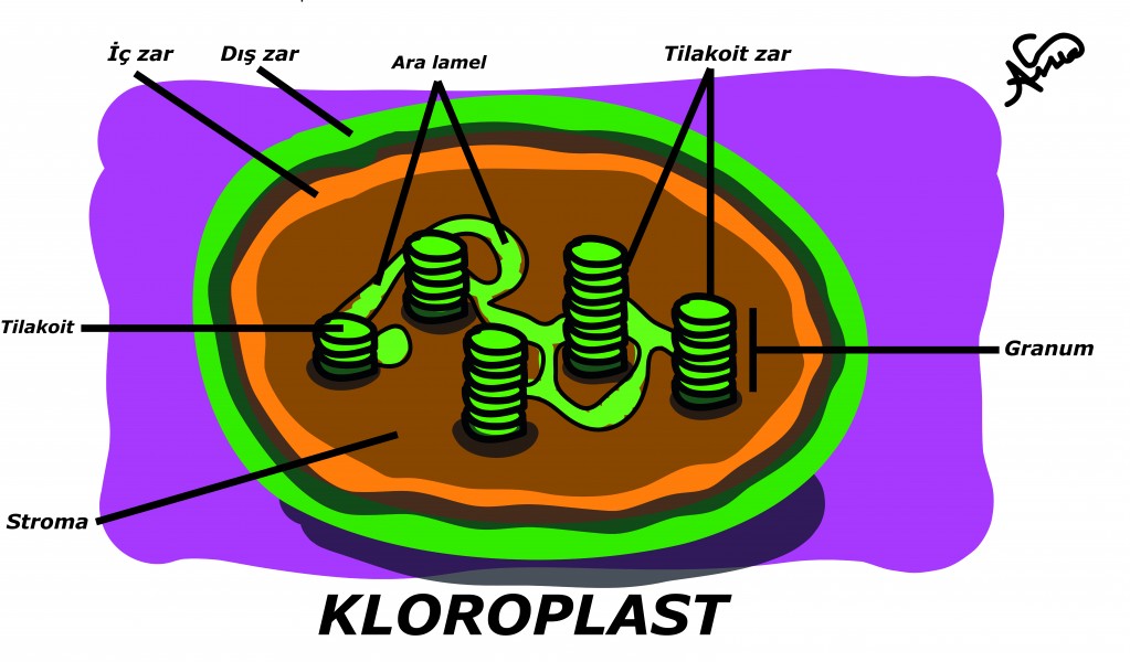 Chloroplast (Turkish)
