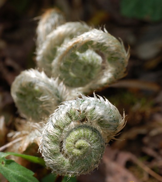 Christmas Fern Polystichum acrostichoides Curl Closeup 2000xpx