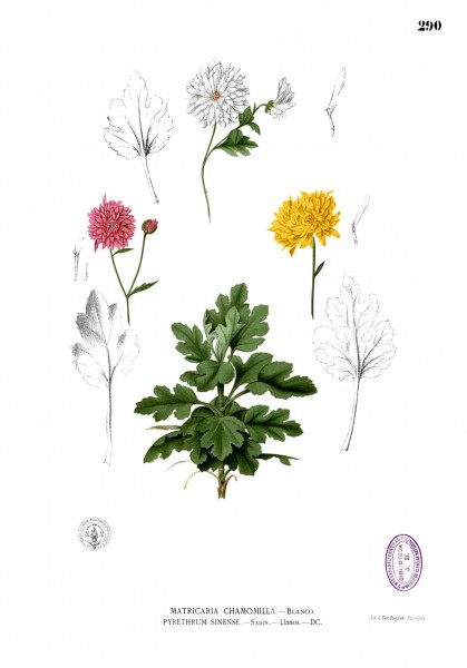 Chrysanthemum morifolium Blanco2.290