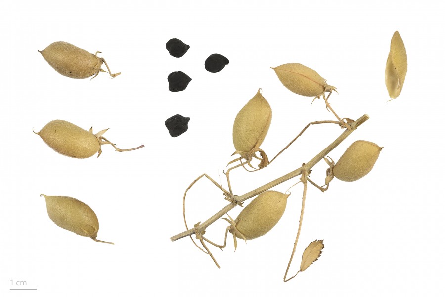 Cicer arietinum noir MHNT.BOT.2017.12.2