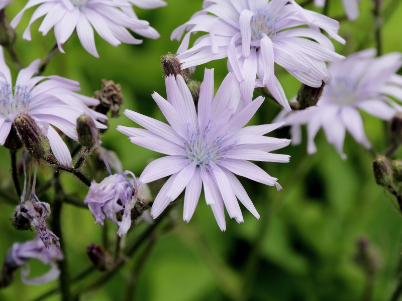 Cichorium intybus-IMG 4680