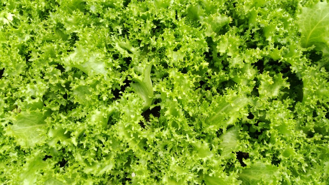 Cichorium intybus 4
