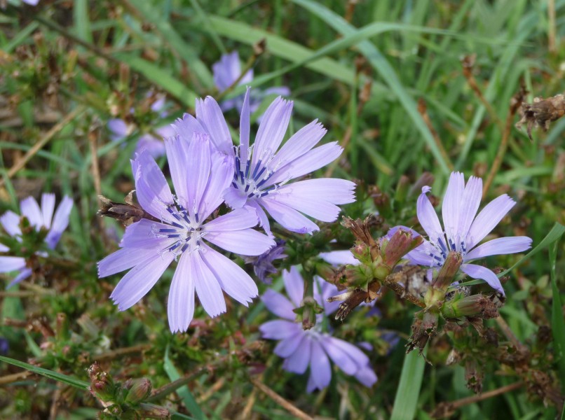 Cichorium intybus, Livorno
