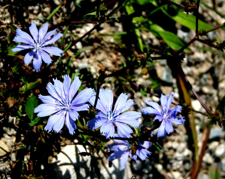 Cichorium intybus ENBLA04