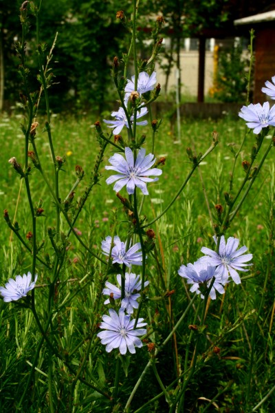 Cichorium intybus ENBLA05