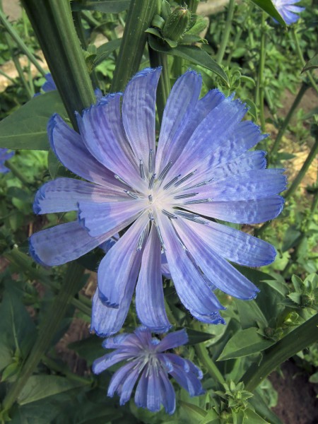 Cichorium intybus var. foliosum flower (1)