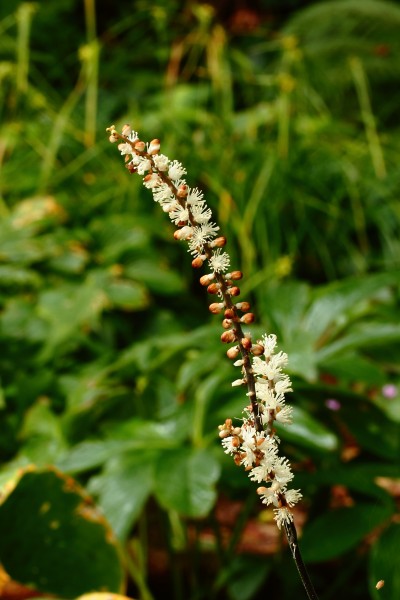 Cimicifuga japonica Chejudõ vorm