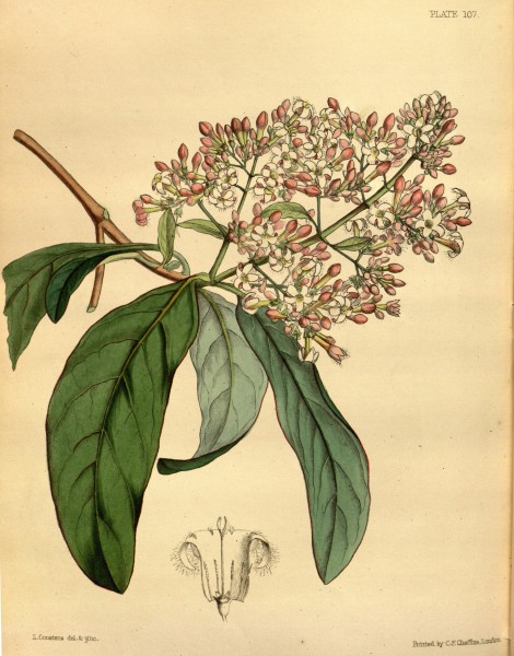 Cinchona calisaya Paxton 107