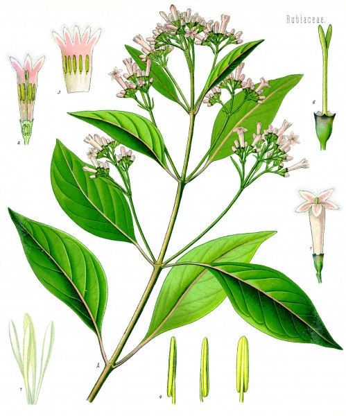 Cinchona officinalis - Köhler–s Medizinal-Pflanzen-180