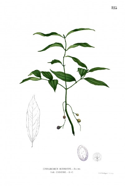 Cinnamomum burmanni Blanco1.115