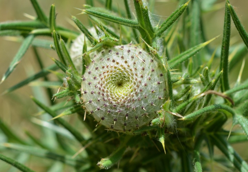 Cirse laineux, Auvergne